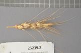 Click for 1 image(s) for this accession. Spike